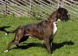 Image of boxerdalenseternalflame2_250x181_7d15c88107461aec5