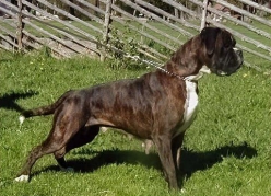 Image of boxerdalenseternalflame2_248x179_7d15c88107461aec5