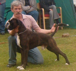 Image of boxerdalensjustanace_250x234_74abd41e37bb3f4f0cdf7