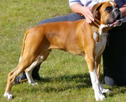 Image of BoxerdalensYouCantBeatMe