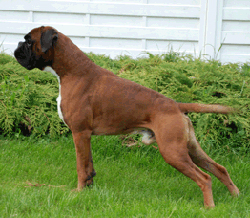 Image of attvg