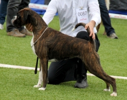 Image of rexobyesterdaystomorrow_250x196_1d33e061d2cade03c0