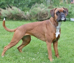 Image of boxerdalenssuitsmeperfect_250x212_ac5255dd683d75b2