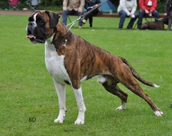 Image of polluxcanineboxeraroso_249x198_43e7a1403edc2c68905