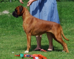 Image of nuchboxerknockarisandgraces_251x200_fc5699db4136e0