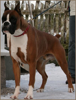 Image of bossvonbispus2