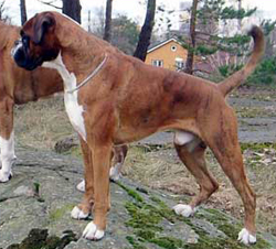 Image of Golden%20Giant2