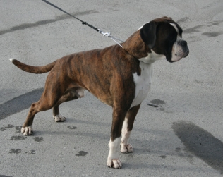 Image of nuch-nathan-optima-grata_316x251_914b95295d31bcaeb
