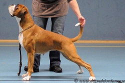 Image of boxerdalensroyalhotsurprice2_250x166_b1a6f8475e2e7