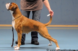 Image of boxerdalen-royal-hot-suprise2_251x165_f2e7f7579eee