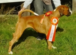 Image of boxerdalen-royal-hot-suprise_250x182_b64d6375e788f