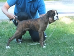 Image of boxerdalen-perfect-choice_250x187_1a98697402977ac4