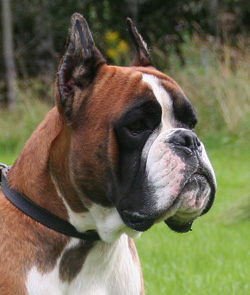 Image of alessandromh