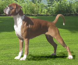 Image of BoxerdalensHotnSophis2