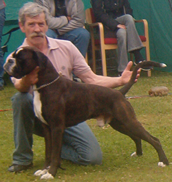 Image of BoxerdalensJustAnAce2