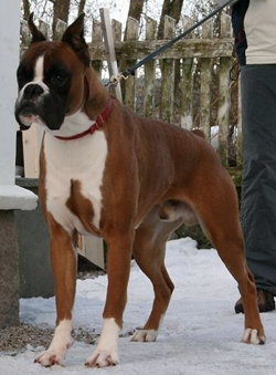 Image of bossvonbispus3