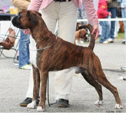 Image of xrex31