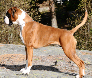 Image of operaaretsboxer