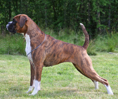 Image of oda-aaretsboxer08