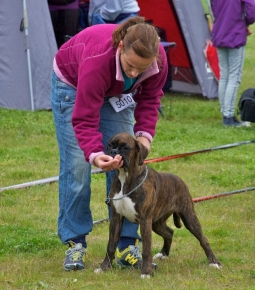 Image of boxerdalens-allt-i-box-1_255x290_cd6b729fc9fe4bbd3