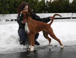 Image of birkeboxer-hercules1_249x191_38bfed62345eff8ee335b