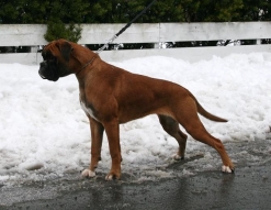 Image of birkeboxer-hera1_247x191_1717d55f5a98d3ea3f57e0a0e