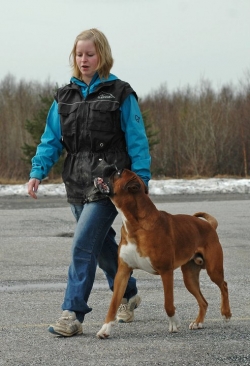 Image of boxerdalensjustpureperfection2_250x366_59a62ac0bd4