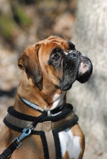 Image of qassdobs-casper_209x312_bf8942be6541c36a41ddcd0987