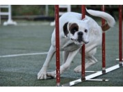 Artikkel om Agility fra 2010 - nå oppdatert
