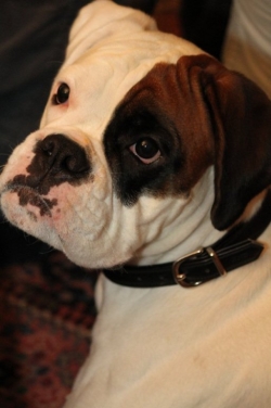 Image of jabiboxalwaysanangel_250x376_27f91f0ec9cac98c73543