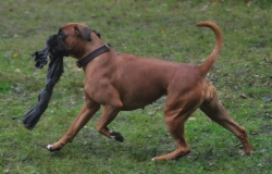 Image of mocca-mh_250x160_c4f130fbfc7c3eac49ccc69080a3d62e