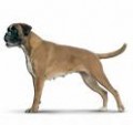 Brun boxer