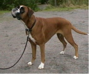 Nora v d Hundestaffel Nord