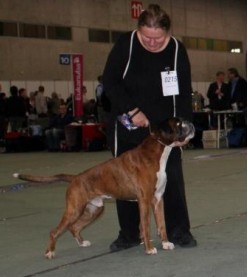 NUCH Boxerdalens Golden Giant