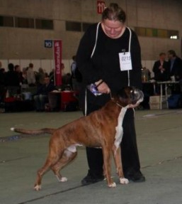 NUCH Boxerdalens Golden Giant