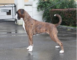NUCH Humanboxer´s Femme Fatale1