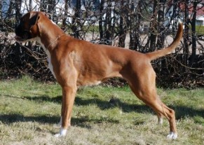 Boxerknock Blown Away