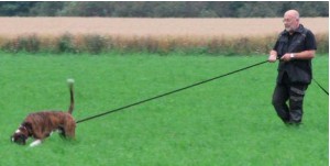 Int Nord VPG CH C.I.E BH AD IPO1 FH1 Pollux Canine