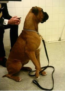 Boxerknock Bend Over Backwards