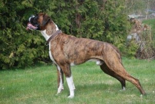 Boxerknock Blameless