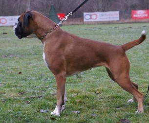 NUCH AD Pollux Canine Boxer Celeste