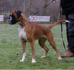 NUCH AD Pollux Canine Boxer Celeste1