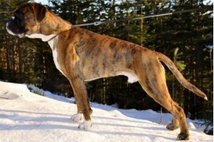 Bozzz Von Ellinghaus (Balto)