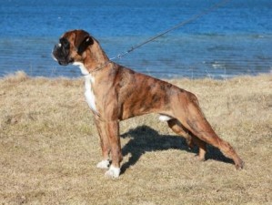 Bozzz Von Ellinghaus (Balto)1
