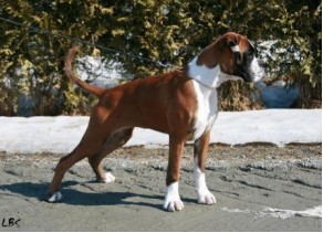 Birkeboxer Jamila