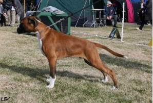 Birkeboxer Kaiser