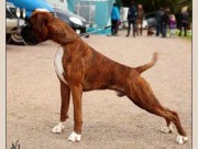 Funksjonsanalyse - 30.03.2014 - Norsk Schäferhund Klub Avd Rogaland