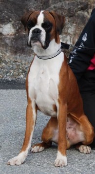 Aasvalls-Boxers Halgeir