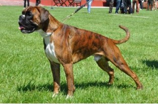 Bozzz Von Ellinghaus (Balto)3