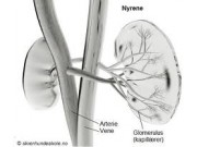Cases of CKD (chronic kidney disease) in Norwegian Boxers that have been reported to the Norwegian Boxer Club